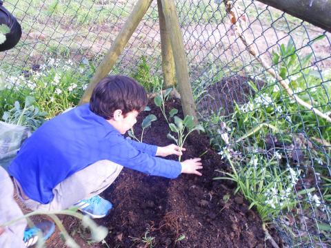 Plantando couve galega.